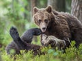 The Cubs of Brown bears (Ursus Arctos Arctos) playfully fighting Royalty Free Stock Photo