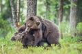 The Cubs of Brown bears (Ursus Arctos Arctos) playfully fighting Royalty Free Stock Photo