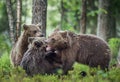 The Cubs of Brown bears (Ursus Arctos Arctos) playfully fighting Royalty Free Stock Photo