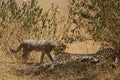 The cubs on the grass walked towards the lying cheetah mother. Royalty Free Stock Photo