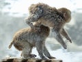 Cubs of Japanese macaque playing. Royalty Free Stock Photo