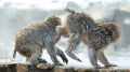 Cubs of Japanese macaque playing. Royalty Free Stock Photo