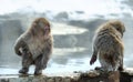 Cubs of Japanese macaque playing. Royalty Free Stock Photo