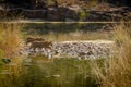 Cubs are in jungle Royalty Free Stock Photo