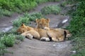 Cubs lions resting in african natural park