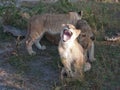 Three lion cubs teasing each other Royalty Free Stock Photo