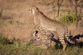 Cubs play under cheetah leaning on log Royalty Free Stock Photo