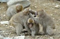 Cubs of Snow monkey playing. The Japanese macaque, also known as the snow monke Royalty Free Stock Photo