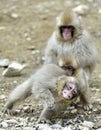 Cubs of Snow monkey playing. The Japanese macaque, also known as the snow monke Royalty Free Stock Photo