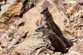 Cubs Striped Ground Squirrel, Xerus erythropus, Morocco