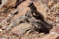Cubs Striped Ground Squirrel, Xerus erythropus, Morocco