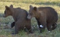 The cubs of wild brown bear (Ursus arctos) in a summer meadow Royalty Free Stock Photo