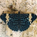 The Cuca Butterfly