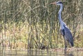 Cuca Heron