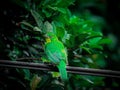 Cucak ijo bird with beautiful color Royalty Free Stock Photo