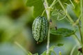 Cucamelon aka mousemelon in garden Royalty Free Stock Photo