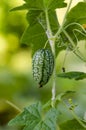 Cucamelon aka mousemelon in garden Royalty Free Stock Photo