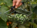 Cucamelon, Melothria scabra or mousemelon, mexican fruit freshly harvested in mesh basket in farmer`s hand in summer kitchen