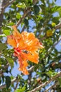 Cucarda plant, known as the species Hibiscus rosa-sinensis, class Magnoliopsida, belongs to the plant family Malvaceae.