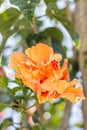 Cucarda plant, known as the species Hibiscus rosa-sinensis, class Magnoliopsida, belongs to the plant family Malvaceae