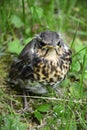 Cuckoo baby bird Royalty Free Stock Photo