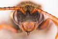 Cuckoo Bee, Nomada, Bee Royalty Free Stock Photo
