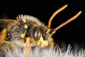 Cuckoo Bee, Nomada, Bee Royalty Free Stock Photo