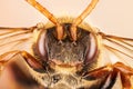 Cuckoo Bee, Nomada, Bee Royalty Free Stock Photo