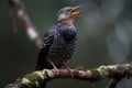 Cuckoo Bird Calling Out From A Tree. Generative AI Royalty Free Stock Photo