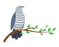 Cuckoo bird sitting on tree branch isolated