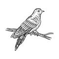 Cuckoo bird sketch vector illustration