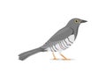Cuckoo Bird Stand Still Vector Illustration