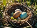 cuckoo bird thrush eggs in a nest of thin branches close-up Royalty Free Stock Photo