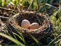 cuckoo bird thrush eggs in a nest of thin branches close-up Royalty Free Stock Photo