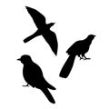 Cuckoo Bird Vector Silhouettes