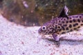 Cuckoo catfish swimming in the aquarium