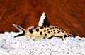 Cuckoo catfish Synodontis multipunctatus freshwater aquarium fish