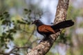 Cuckoo closeup perching Royalty Free Stock Photo