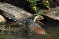 Cuckoo Cool-down (Yellow-billed Cuckoo)