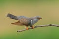 Cuckoo ( Cuculus canorus )