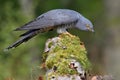 Cuckoo, Cuculus canorus, single bird