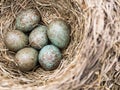 Cuckoo egg in the nest among other eggs