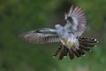 Cuckoo in flight