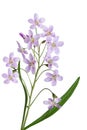 Cuckoo Flower