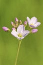 Cuckoo Flower