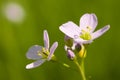 Cuckoo Flower