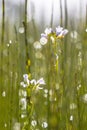 Cuckoo flower with back lit Background Royalty Free Stock Photo