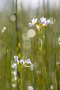 Cuckoo flower with backlight Background Royalty Free Stock Photo