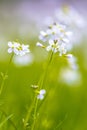 Cuckoo flower with blurred Background Royalty Free Stock Photo