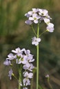 Cuckoo Flower - Cardamine pratensis